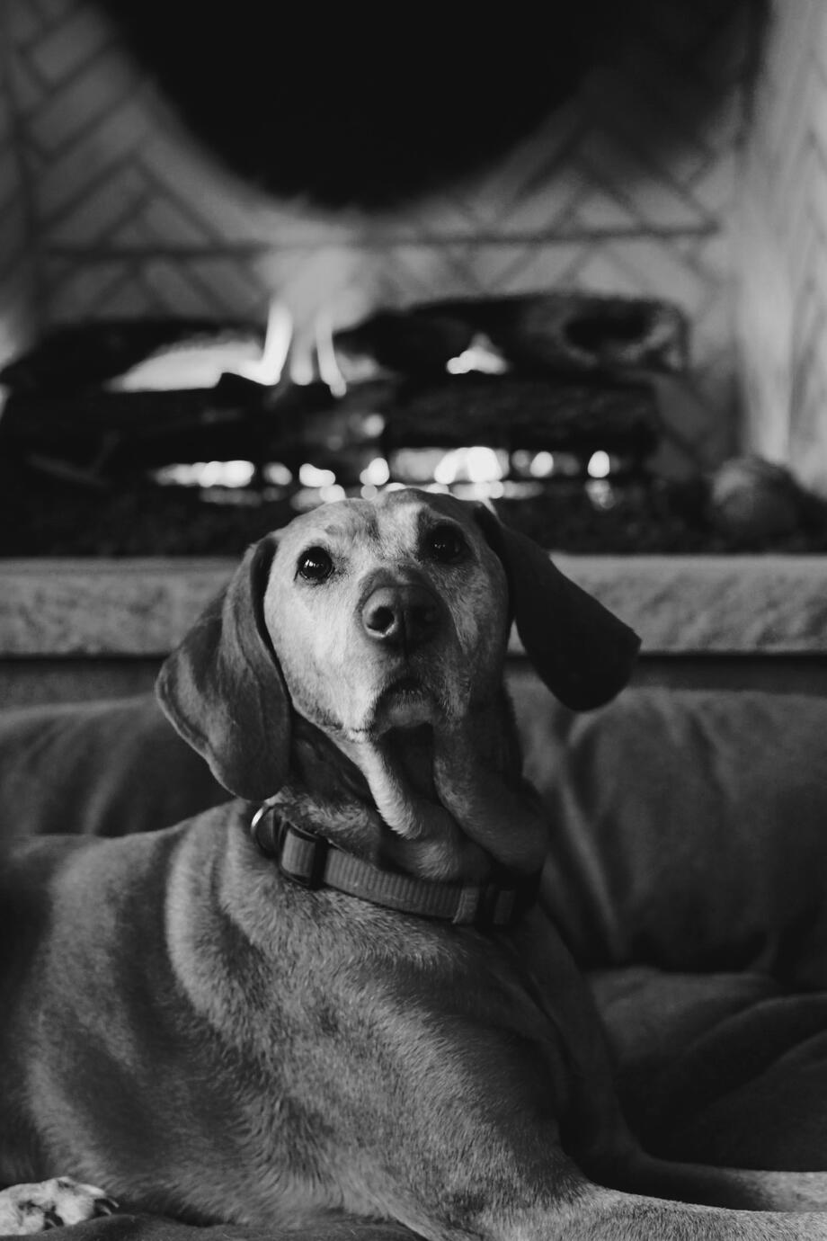 Pet